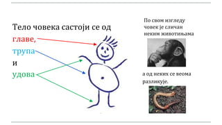 Тело човека састоји се од
главе,
трупа
и
удова
По свом изгледу
човек је сличан
неким животињама
а од неких се веома
разликује.
 