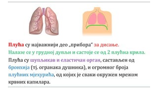 Плућа су најважнији део „прибора“ за дисање.
Налазе се у грудној дупљи и састоје се од 2 плућна крила.
Плућа су шупљикав и еластичан орган, састављен од
бронхија (тј. огранака душника), и огромног броја
плућних мјехурића, од којих је сваки окружен мрежом
крвних капилара.
 