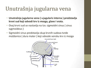 Unutrašnja jugularna vena
• Unutrašnja jugularna vena ( v.jugularis interna ) predstavlja
krvni sud koji odvodi krv iz mozga, glave I vrata.
• Ovaj krvni sud se nastavlja na tzv. sigmoidni sinus ( sinus
sygmoideus )
• Sigmoidni sinus predstavlja skup krvnih sudova tvrde
moždanice ( dura mater ) koji odvode vensku krv iz mozga
 