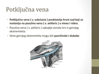 Potključna vena
• Potključna vena ( v. subclavia ) predstavlja krvni sud koji se
nastavlja na pazušnu venu ( v. axillaris ) u nivou I rebra.
• Pazušna vena ( v. axillaris ) sakuplja vensku krv iz gornjeg
ekstremiteta.
• Vene gornjeg ekstremitita mogu biti površinske I duboke
 