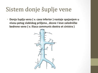 Sistem donje šuplje vene
• Donja šuplja vena ( v. cava inferior ) nastaje spajanjem u
nivou petog slabiskog pršljena , desne I leve zaledničke
bedrene vene ( v. iliaca communis dextra et sinistra )
 