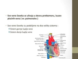 • Sve vene čoveka se ulivaju u desnu pretkomoru, izuzev
plućnih vena ( vv. pulmonales )
• Sve vene čoveka su podeljene na dva velika sistema :
Sistem gornje šuplje vene
Sistem donje šuplje vene
 