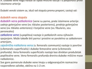 A. Duboke vene nogu nalaze se ispod mišićne fascije i u potpunosti prate
istoimene arterije
Duboki venski sistem se, idući od stopala prema preponi, sastoji od:
dubokih vena stopala
dubokih vena potkolenice (vene su parne, prate istoimene arterije:
zadnje golenjačne vene (vv. tibiales posteriores), prednje golenjačne
vene (vv. tibiales anteriores) i lisnjačne vene (vv. fibulares, seu
peroneales)
zatkolene vene (v.poplitea) nastaje iz potkolenih vena njihovim
spajanjem. Može takođe biti parna i prostire se paralelno sa zatkolenom
arterijom,
zajednička natkolena vena (v. femoralis communis) nastaje iz površne
(v.femoralis superficialis) i duboke femoralne vene (v.femoralis
profunda). Vena femoralis superficialis nastaje kao direktan produžetak
poplitealne vene. Vena femoralis profunda drenira duboke mišićne mase
natkolenice.
Sve gore pomenute duboke vene imaju u odgovarajućim razmacima
raspoređene zalistke, obično na 1-2 cm.
 