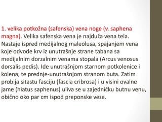 1. velika potkožna (safenska) vena noge (v. saphena
magna). Velika safenska vena je najduža vena tela.
Nastaje ispred medijalnog maleolusa, spajanjem vena
koje odvode krv iz unutrašnje strane tabana sa
medijalnim dorzalnim venama stopala (Arcus venosus
dorsalis pedis). Ide unutrašnjom starnom potkolenice i
kolena, te prednje-unutrašnjom stranom buta. Zatim
probija sitastu fasciju (fascia cribrosa) i u visini ovalne
jame (hiatus saphenus) uliva se u zajedničku butnu venu,
obično oko par cm ispod preponske veze.
 