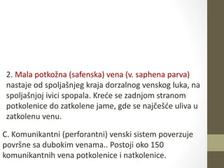 2. Mala potkožna (safenska) vena (v. saphena parva)
nastaje od spoljašnjeg kraja dorzalnog venskog luka, na
spoljašnjoj ivici spopala. Kreće se zadnjom stranom
potkolenice do zatkolene jame, gde se najčešće uliva u
zatkolenu venu.
C. Komunikantni (perforantni) venski sistem poverzuje
površne sa dubokim venama.. Postoji oko 150
komunikantnih vena potkolenice i natkolenice.
 