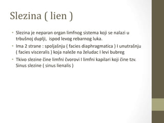 Slezina ( lien )
• Slezina je neparan organ limfnog sistema koji se nalazi u
trbušnoj duplji, ispod levog rebarnog luka.
• Ima 2 strane : spoljašnju ( facies diaphragmatica ) I unutrašnju
( facies visceralis ) koja naleže na želudac I levi bubreg
• Tkivo slezine čine limfni čvorovi I limfni kapilari koji čine tzv.
Sinus slezine ( sinus lienalis )
 