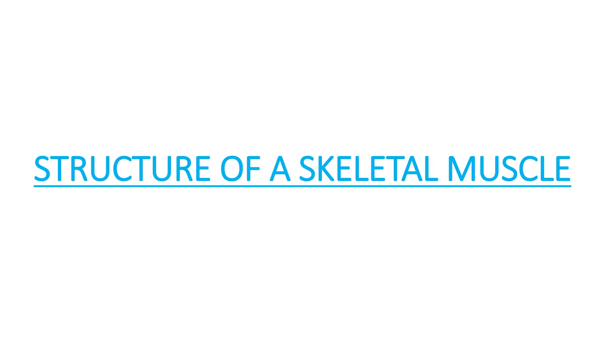 Molecular basis of Skeletal Muscle Contraction | PPTX
