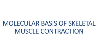 Molecular basis of Skeletal Muscle Contraction | PPTX