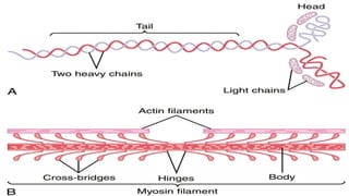 Molecular basis of Skeletal Muscle Contraction | PPTX
