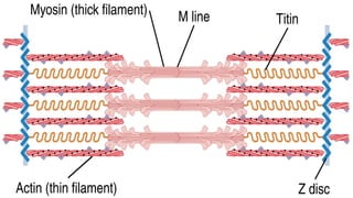 Molecular basis of Skeletal Muscle Contraction | PPTX
