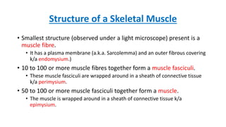 Molecular basis of Skeletal Muscle Contraction | PPTX
