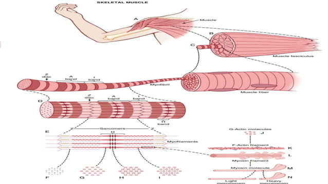 Molecular basis of Skeletal Muscle Contraction | PPTX