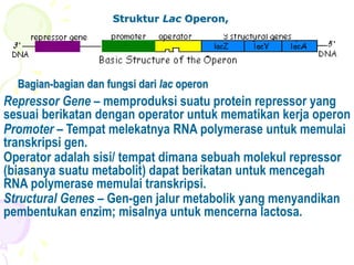 Mol genet-6a-gene regulation | PPTX