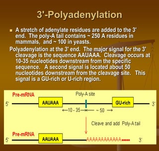 3'-Polyadenylation
 A stretch of adenylate residues are added to the 3'
end. The poly-A tail contains ~ 250 A residues in
mammals, and ~ 100 in yeasts.
Polyadenylation at the 3' end. The major signal for the 3'
cleavage is the sequence AAUAAA. Cleavage occurs at
10-35 nucleotides downstream from the specific
sequence. A second signal is located about 50
nucleotides downstream from the cleavage site. This
signal is a GU-rich or U-rich region.
 