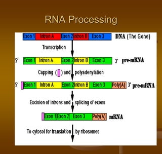 RNA Processing
 
