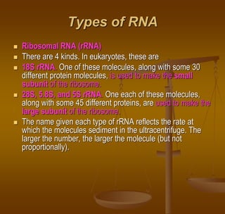 Types of RNA
 Ribosomal RNA (rRNA)
 There are 4 kinds. In eukaryotes, these are
 18S rRNA. One of these molecules, along with some 30
different protein molecules, is used to make the small
subunit of the ribosome.
 28S, 5.8S, and 5S rRNA. One each of these molecules,
along with some 45 different proteins, are used to make the
large subunit of the ribosome.
 The name given each type of rRNA reflects the rate at
which the molecules sediment in the ultracentrifuge. The
larger the number, the larger the molecule (but not
proportionally).
 