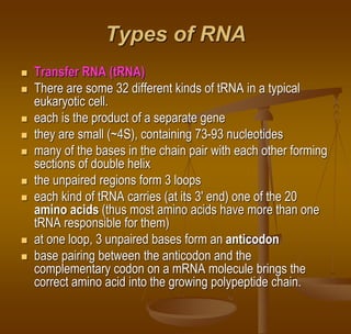 Types of RNA
 Transfer RNA (tRNA)
 There are some 32 different kinds of tRNA in a typical
eukaryotic cell.
 each is the product of a separate gene
 they are small (~4S), containing 73-93 nucleotides
 many of the bases in the chain pair with each other forming
sections of double helix
 the unpaired regions form 3 loops
 each kind of tRNA carries (at its 3' end) one of the 20
amino acids (thus most amino acids have more than one
tRNA responsible for them)
 at one loop, 3 unpaired bases form an anticodon
 base pairing between the anticodon and the
complementary codon on a mRNA molecule brings the
correct amino acid into the growing polypeptide chain.
 