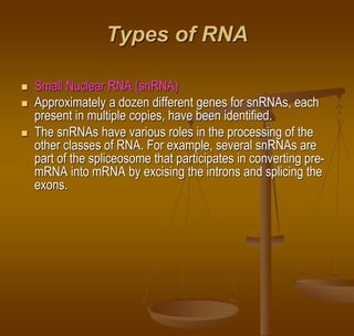 Types of RNA
 Small Nuclear RNA (snRNA)
 Approximately a dozen different genes for snRNAs, each
present in multiple copies, have been identified.
 The snRNAs have various roles in the processing of the
other classes of RNA. For example, several snRNAs are
part of the spliceosome that participates in converting pre-
mRNA into mRNA by excising the introns and splicing the
exons.
 