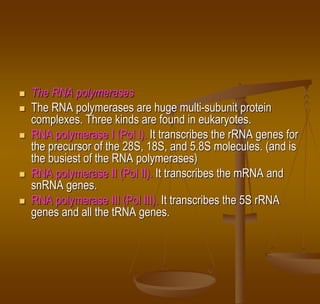 The RNA polymerases
 The RNA polymerases are huge multi-subunit protein
complexes. Three kinds are found in eukaryotes.
 RNA polymerase I (Pol I). It transcribes the rRNA genes for
the precursor of the 28S, 18S, and 5.8S molecules. (and is
the busiest of the RNA polymerases)
 RNA polymerase II (Pol II). It transcribes the mRNA and
snRNA genes.
 RNA polymerase III (Pol III). It transcribes the 5S rRNA
genes and all the tRNA genes.
 