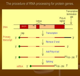 The procedure of RNA processing for protein genes.
 