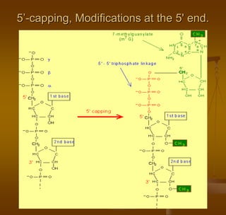 5’-capping, Modifications at the 5' end.
 