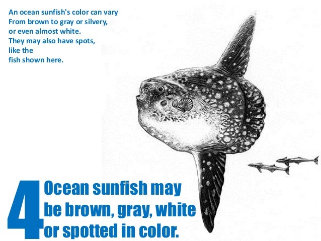 rose design 6 ocean sunfish