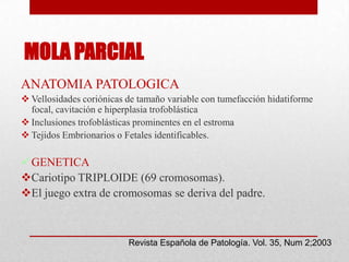 MOLA PARCIAL
ANATOMIA PATOLOGICA
 Vellosidades coriónicas de tamaño variable con tumefacción hidatiforme
  focal, cavitación e hiperplasia trofoblástica
 Inclusiones trofoblásticas prominentes en el estroma
 Tejidos Embrionarios o Fetales identificables.

 GENETICA
Cariotipo TRIPLOIDE (69 cromosomas).
El juego extra de cromosomas se deriva del padre.



                          Revista Española de Patología. Vol. 35, Num 2;2003
 