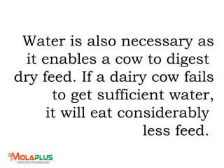 Water is also necessary as
it enables a cow to digest
dry feed. If a dairy cow fails
to get sufficient water,
it will eat considerably
less feed.
 