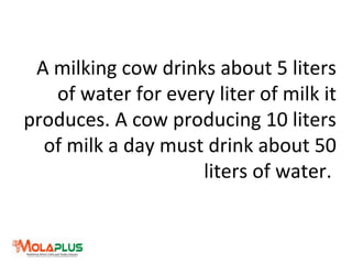 A milking cow drinks about 5 liters
of water for every liter of milk it
produces. A cow producing 10 liters
of milk a day must drink about 50
liters of water.
 