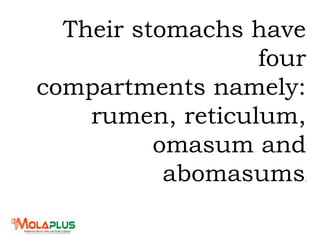 Their stomachs have
four
compartments namely:
rumen, reticulum,
omasum and
abomasums.
 