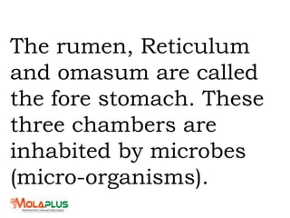 The rumen, Reticulum
and omasum are called
the fore stomach. These
three chambers are
inhabited by microbes
(micro-organisms).
 