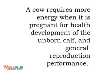 A cow requires more
energy when it is
pregnant for health
development of the
unborn calf, and
general
reproduction
performance.
 