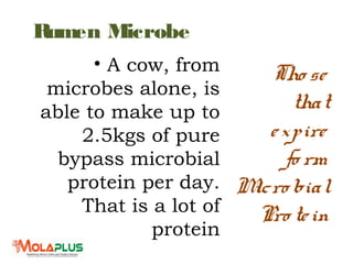 Rumen Microbe
• A cow, from
microbes alone, is
able to make up to
2.5kgs of pure
bypass microbial
protein per day.
That is a lot of
protein
Tho se
that
expire
fo rm
Micro bial
Pro tein
 