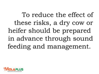 To reduce the effect of
these risks, a dry cow or
heifer should be prepared
in advance through sound
feeding and management.
 