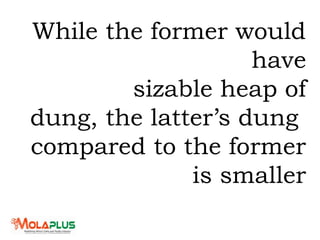 While the former would
have
sizable heap of
dung, the latter’s dung
compared to the former
is smaller
 