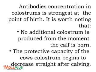 Antibodies concentration in
colostrums is strongest at the
point of birth. It is worth noting
that:
• No additional colostrum is
produced from the moment
the calf is born.
• The protective capacity of the
cows colostrum begins to
decrease straight after calving.
 