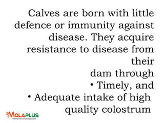 Calves are born with little
defence or immunity against
disease. They acquire
resistance to disease from
their
dam through
• Timely, and
• Adequate intake of high
quality colostrum
 