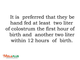 It is preferred that they be
hand fed at least two liter
of colostrum the first hour of
birth and another two liter
within 12 hours of birth.
 