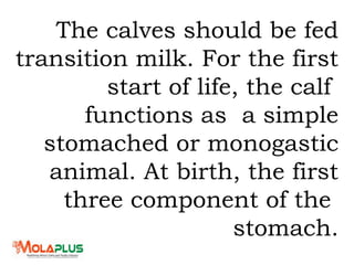 The calves should be fed
transition milk. For the first
start of life, the calf
functions as a simple
stomached or monogastic
animal. At birth, the first
three component of the
stomach.
 