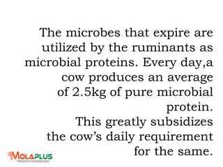 The microbes that expire are
utilized by the ruminants as
microbial proteins. Every day,a
cow produces an average
of 2.5kg of pure microbial
protein.
This greatly subsidizes
the cow’s daily requirement
for the same.
 