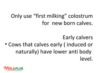 Only use “first milking” colostrum
for new born calves.
Early calvers
• Cows that calves early ( induced or
naturally) have lower anti body
level.
 