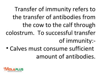 Transfer of immunity refers to
the transfer of antibodies from
the cow to the calf through
colostrum. To successful transfer
of immunity:-
• Calves must consume sufficient
amount of antibodies.
 