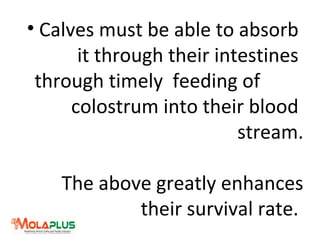 • Calves must be able to absorb
it through their intestines
through timely feeding of
colostrum into their blood
stream.
The above greatly enhances
their survival rate.
 