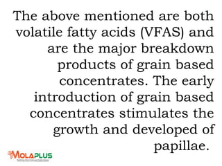 The above mentioned are both
volatile fatty acids (VFAS) and
are the major breakdown
products of grain based
concentrates. The early
introduction of grain based
concentrates stimulates the
growth and developed of
papillae.
 