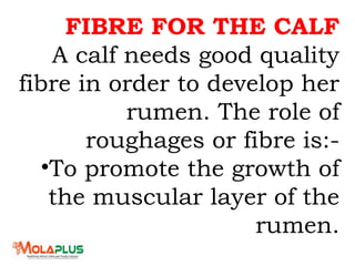 FIBRE FOR THE CALF
A calf needs good quality
fibre in order to develop her
rumen. The role of
roughages or fibre is:-
•To promote the growth of
the muscular layer of the
rumen.
 