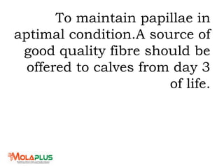 To maintain papillae in
aptimal condition.A source of
good quality fibre should be
offered to calves from day 3
of life.
 