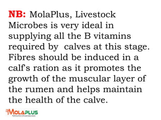 NB: MolaPlus, Livestock
Microbes is very ideal in
supplying all the B vitamins
required by calves at this stage.
Fibres should be induced in a
calf's ration as it promotes the
growth of the muscular layer of
the rumen and helps maintain
the health of the calve.
 