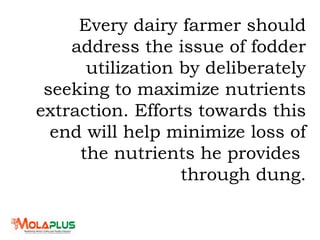 Every dairy farmer should
address the issue of fodder
utilization by deliberately
seeking to maximize nutrients
extraction. Efforts towards this
end will help minimize loss of
the nutrients he provides
through dung.
 
