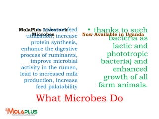 What Microbes Do
MolaPlus Livestock
Microbes
• enhance feed
utilization, increase
protein synthesis,
enhance the digestive
process of ruminants,
improve microbial
activity in the rumen,
lead to increased milk
production, increase
feed palatability
Now Available in Uganda
• thanks to such
bacteria as
lactic and
phototropic
bacteria) and
enhanced
growth of all
farm animals.
 