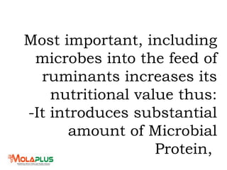 Most important, including
microbes into the feed of
ruminants increases its
nutritional value thus:
-It introduces substantial
amount of Microbial
Protein,
 